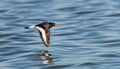 Oyster catcher in flight wings down Royalty Free Stock Photo