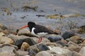 Oyster Catcher (Haematopus ostralegus) at The Sound of Islay, Isle of Jura, Scotland Royalty Free Stock Photo