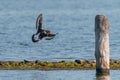 Oyster catcher just before landing