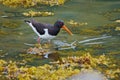 Oyster Catcher at Lifjord, Langoya, Vesteralen Archipelago, Norland County, Norway