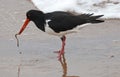 oyster catcher