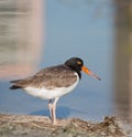 Oyster catcher at pond