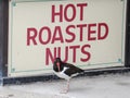 Oyster Catcher Posing by Hot Roasted Nut Sign in Atlantic City, New Jersey Royalty Free Stock Photo