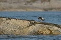 Oyster Catcher Preening