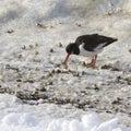 Oyster-catcher with shells