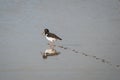 Oyster Catcher walking through the mud Royalty Free Stock Photo