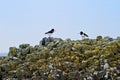 Oyster catchers