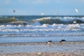 Oyster catchers at the beach