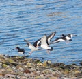 Oyster catchers