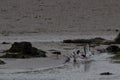 oyster catchers fighing over water