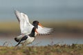 Oyster Catchers mating.