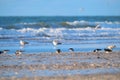 Oyster catchers at the North sea beach