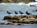 Oyster Catchers and Sandpipers 1