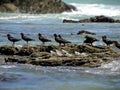 Oyster catchers and Sandpipers 1