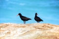 Oyster catchers