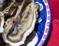 Oyster, close up