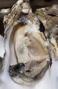 Oyster, close up