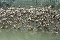 Oyster culture adhere on the net Royalty Free Stock Photo