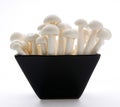 Oyster Enoki Mushrooms Royalty Free Stock Photo