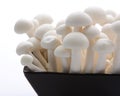 Oyster Enoki Mushrooms Royalty Free Stock Photo