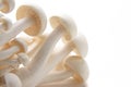 Oyster Enoki Mushrooms Royalty Free Stock Photo