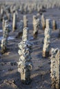 An oyster farm