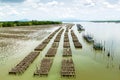 Oyster farm Royalty Free Stock Photo