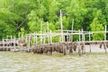 Oyster farm in mangrove forest area at Chanthaburi, Thailand. One of the best tourist attraction in Thailand Royalty Free Stock Photo