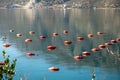 Oyster farm. red buoys floats for oyster farm nets. Bay of Kotor Royalty Free Stock Photo