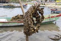 Oyster farming in Lap An Lagoon, Vietnam Royalty Free Stock Photo