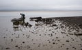 Oyster Farming in Northumbria, UK.