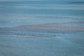 Oyster Farms, Xiaguan Village, Cangnan County, Wenzhou City, Zhejiang Province, China