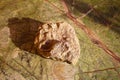 Oyster fossil on the table Royalty Free Stock Photo