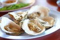 Oyster Royalty Free Stock Photo