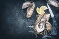 Oyster. Fresh oysters closeup with knife on dark background. Oyster dinner in restaurant. Gourmet food Royalty Free Stock Photo