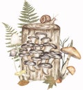 Oyster fungi with other mushrooms and real fern leaves composition, fungus and autumn real leaves illustration. Hand drawn