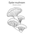 Oyster fungus Pleurotus ostreatus , edible and medicinal mushroom