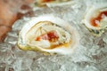 Oyster half shell Royalty Free Stock Photo