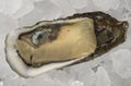 Oyster on Half Shell Royalty Free Stock Photo