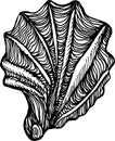 Oyster illustration