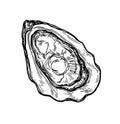 Oyster ink sketch.