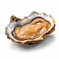 oyster isolated, Opened pacific oyster, white background,