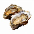 oyster isolated, Opened pacific oyster, white background,