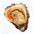 oyster isolated, Opened pacific oyster, white background,