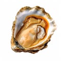 oyster isolated, Opened pacific oyster, white background,