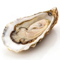 Oyster Isolated on White Background Royalty Free Stock Photo