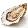 Oyster Isolated on White Background Royalty Free Stock Photo