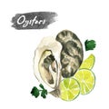 Oyster with lemon, seafood. Watercolor hand drawn illustration