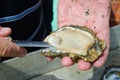 Oyster Royalty Free Stock Photo