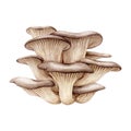Oyster mushroom bunch. Watercolor illustration. Hand painted Pleurotus ostreatus fungi element. Oyster fresh mushrooms